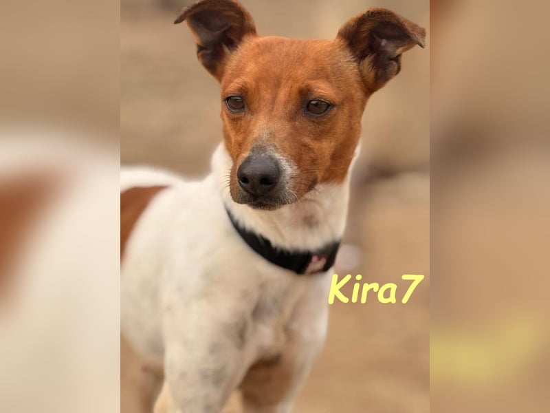 Kira7 geb. 07/2024 (ESP) - freundliches, liebevolles und verschmustes Bodeguero-Mix-Mädchen!