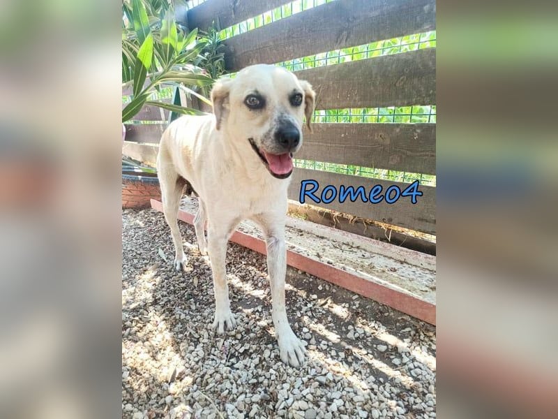 Romeo4 08/2022 (GRC) - schüchterner Schatz sucht Menschen mit Herz!