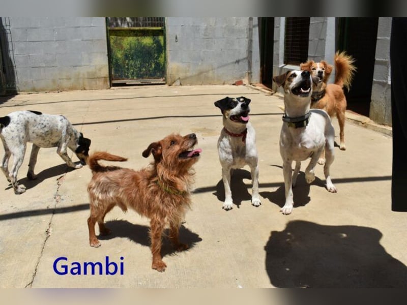 Gambi geb. 06/2023 (ESP) - unkomplizierter, freundlicher Hundemann!