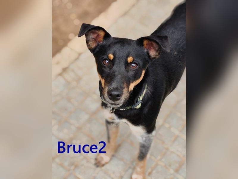 Bruce2 geb. 07/2025 (ESP) - freundlicher Hundejunge sucht sein Zuhause!