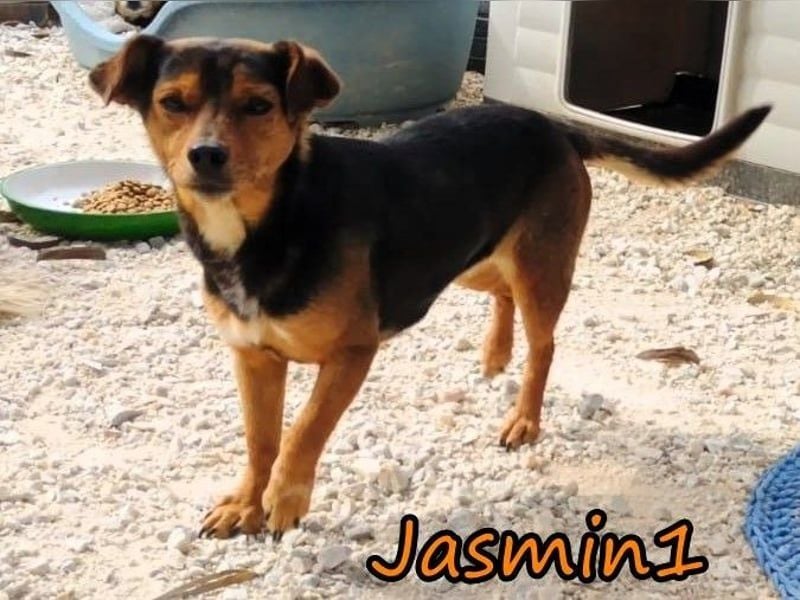 Jasmin1 geb. 08/2022 (GRC) - kleines Mädchen sucht ihre Familie!
