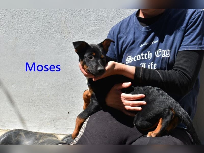 Moses geb. 01/2026 (ESP) - verspielter, wunderschöner Welpe sucht seine Menschen!