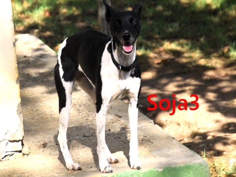 Soja3 geb. 06/2024 (ESP) - verschmuste und menschenbezogene kleine Hündin!