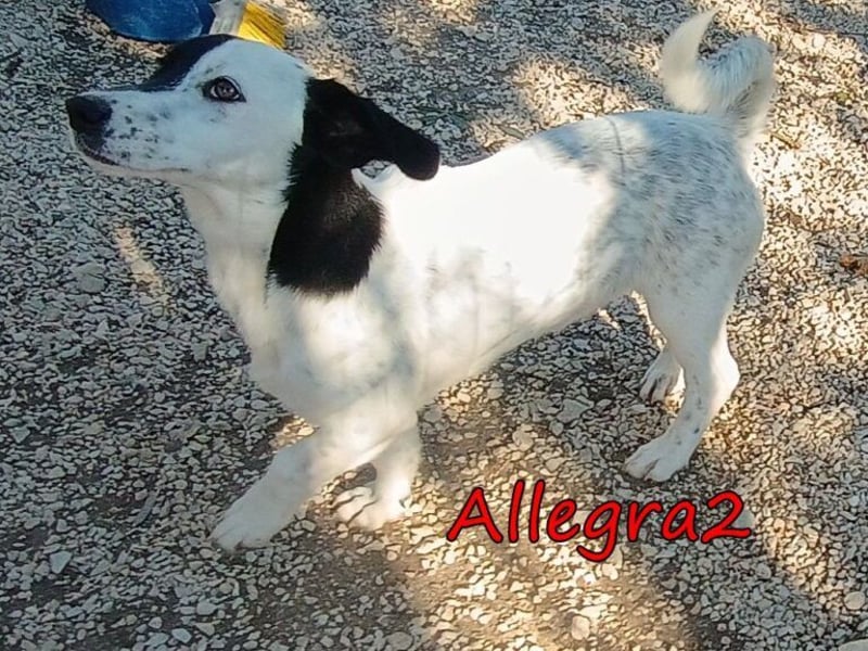 Allegra2 geb. 05/2026 (GRC) - charmanter, intelligenter kleiner Wirbelwind!
