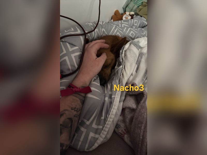 Nacho3 geb. 02/2022 (ESP) - geselliger und sozialer Bub sucht Pflegestelle oder Zuhause!