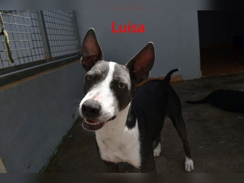 Luisa geb. 02/2023 (ESP) - verschmuste, wunderschöne Traumhündin!