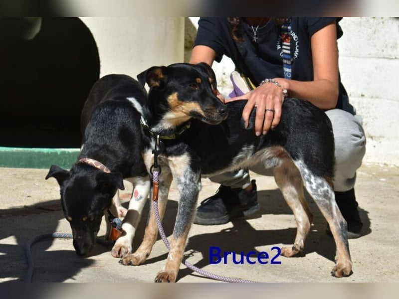 Bruce2 geb. 07/2025 (ESP) - freundlicher Hundejunge sucht sein Zuhause!