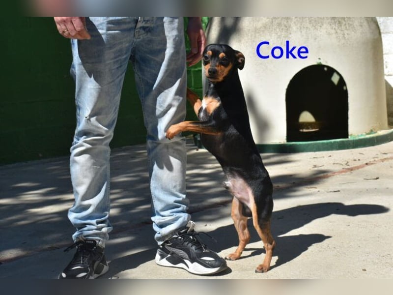 Coke geb. 12/2024 (ESP) - verschmuster und menschenbezogener Junghund!