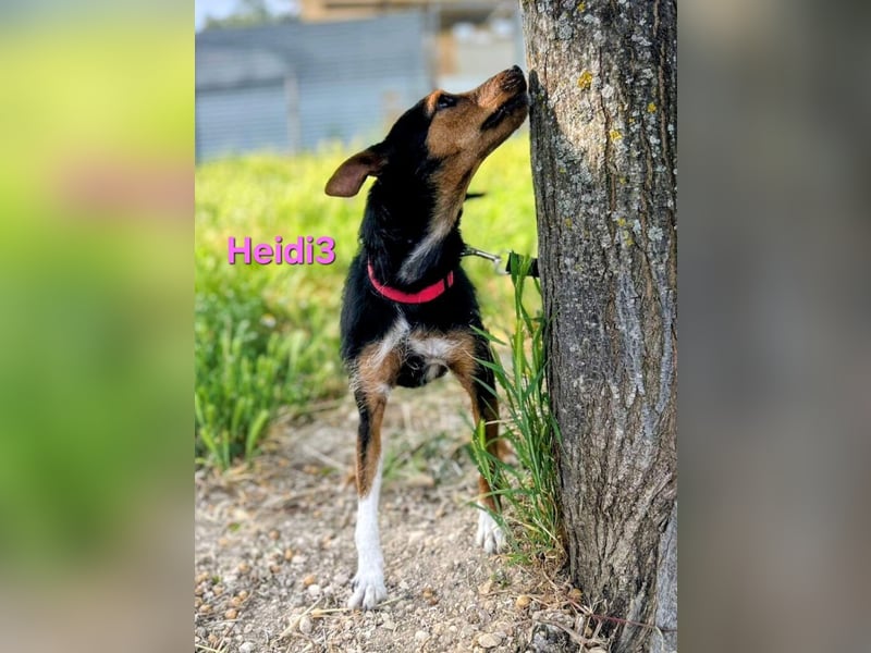 Heidi3 geb. 01/2025 (ESP) - kleine, fröhliche Hundedame sucht ihr Körbchen!