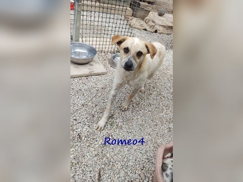 Romeo4 08/2022 (GRC) - schüchterner Schatz sucht Menschen mit großem Herz!