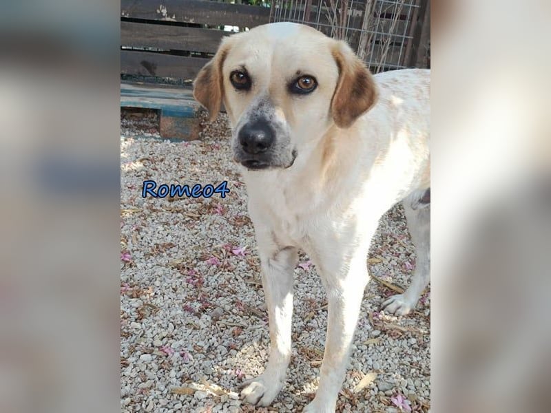 Romeo4 08/2022 (GRC) - schüchterner Schatz sucht Menschen mit Herz!