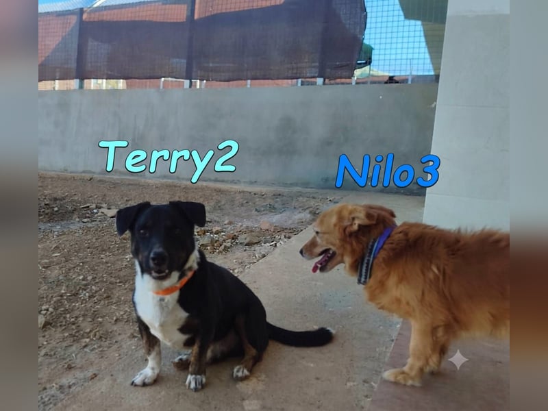 Terry2, geb. 11/2016 (ESP) Verschmuster und Sozialer Rüde seucht seine Menschen
