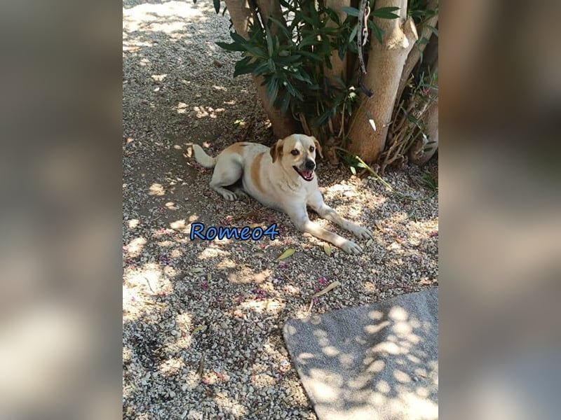 Romeo4 08/2022 (GRC) - schüchterner Schatz sucht Menschen mit Herz!