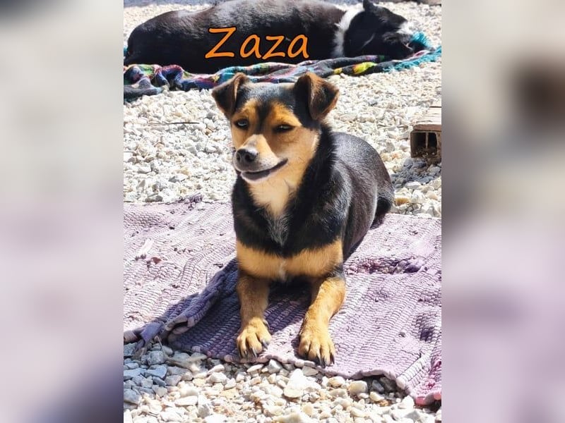 Zaza geb. 08/2022 (GRC) - kleine Hündin sucht Vertrauensperson!