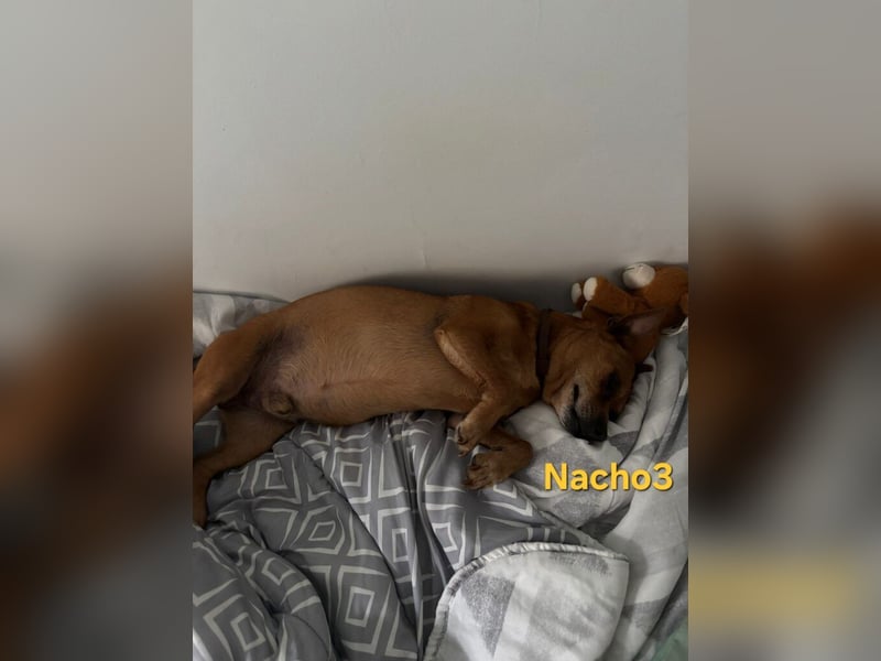 Nacho3 geb. 02/2022 (ESP) - geselliger und sozialer Bub sucht Pflegestelle oder Zuhause!