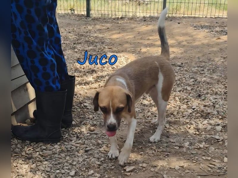 Juco geb. 08/2024 (GRC) - ruhiger, sozialer und liebenswerter junger Hundekumpel sucht ein Zuhause!
