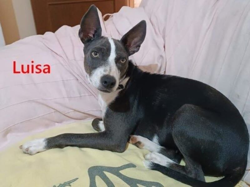 Luisa geb. 02/2023 (ESP) - verschmuste, wunderschöne Traumhündin!