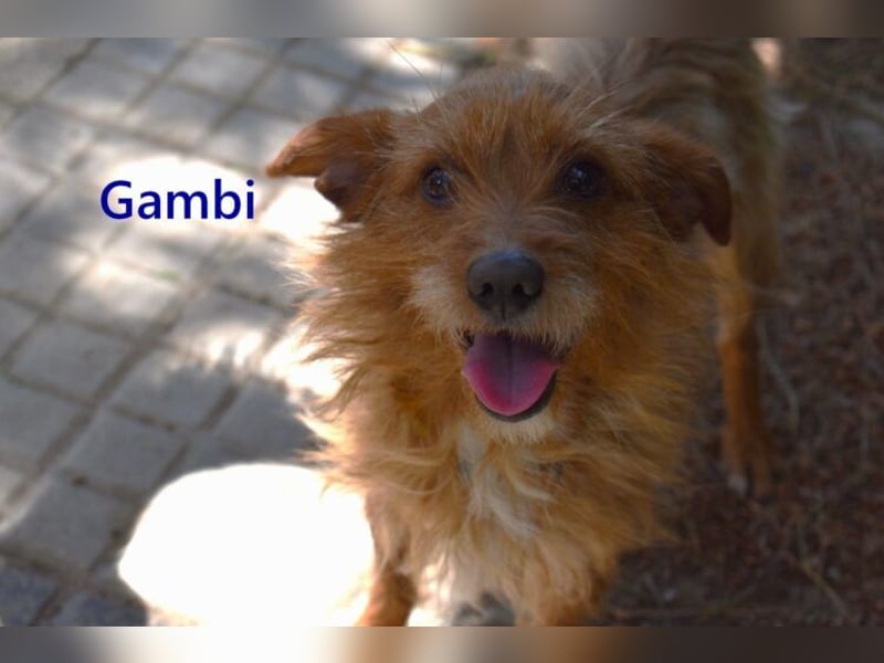 Gambi geb. 06/2023 (ESP) - unkomplizierter, freundlicher Hundemann!