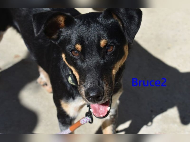 Bruce2 geb. 07.2025 (ESP) - freundlicher und verspielter Junghund sucht sein Zuhause!
