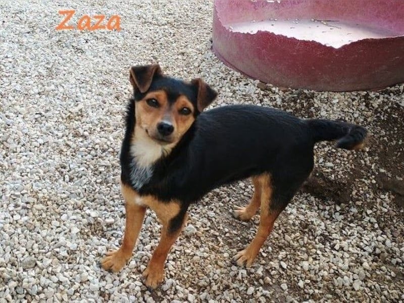 Zaza geb. 08/2022 (GRC) - kleine Hündin sucht Vertrauensperson!