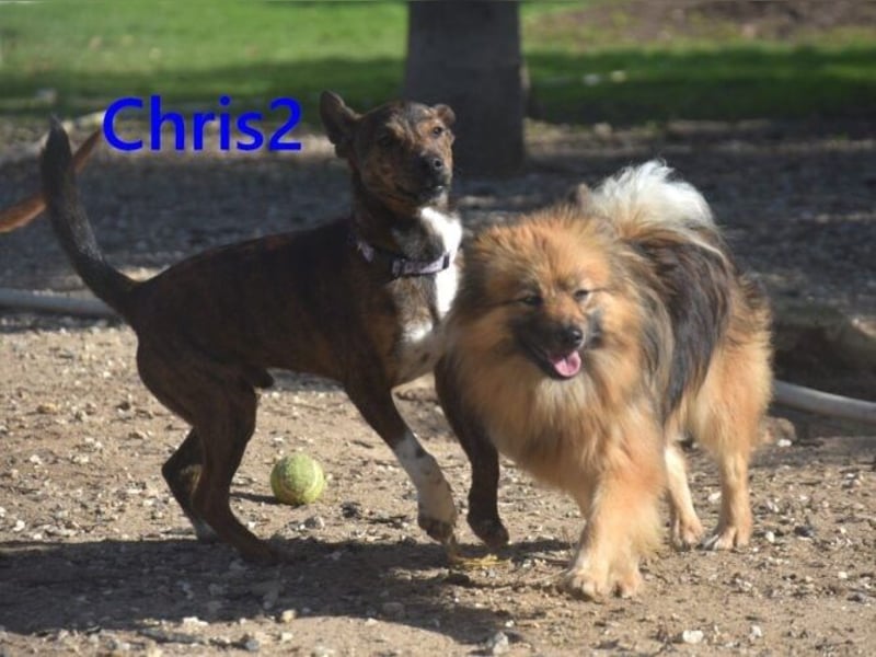 Chris2 geb. 03/2025 (ESP) - kleiner, fröhlicher Hundemann sucht seine Familie!