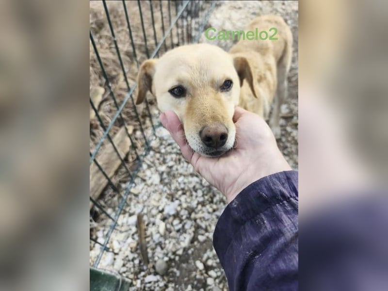 Carmelo2 geb. 10/2023 (GRC) - lieber, verschmuster Hundepartner sucht sein Zuhause!
