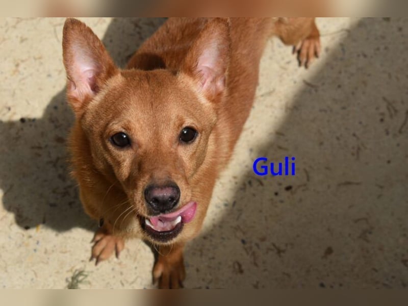 Guli geb. 07/2022 (ESP) - ein Sonne-im-Herzen Hund verdient sein Happy End!