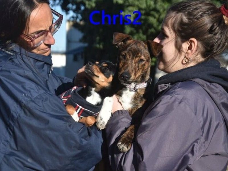 Chris2 geb. 03/2025 (ESP) - kleiner, fröhlicher Hundemann sucht seine Familie!