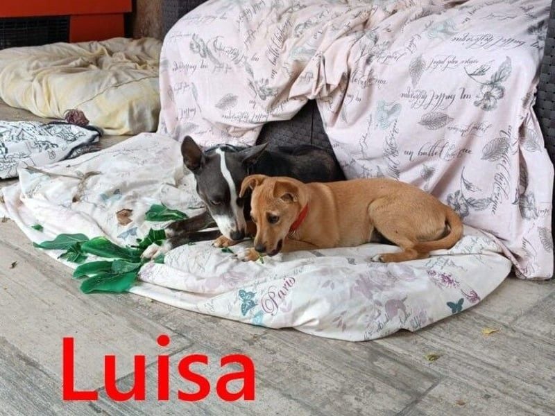 Luisa geb. 02/2023 (ESP) - verschmuste, wunderschöne Traumhündin!