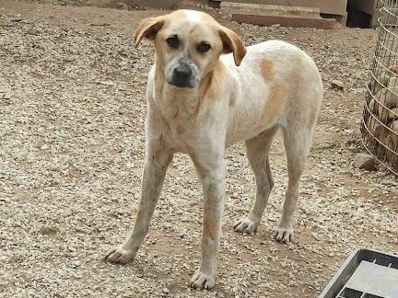 Romeo4 08/2022 (GRC) - schüchterner Schatz sucht Menschen mit großem Herz!