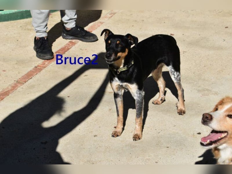 Bruce2 geb. 07/2025 (ESP) - freundlicher Hundejunge sucht sein Zuhause!