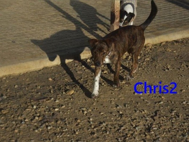 Chris2 geb. 03/2025 (ESP) - kleiner, fröhlicher Hundemann sucht seine Familie!
