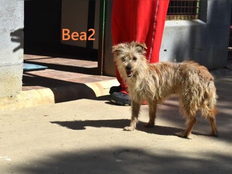 Bea2 geb. 04/2024 (ESP) - verschmuste kleine Wuschelmaus!