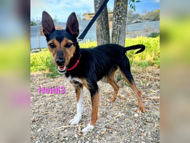 Heidi3 geb. 01/2025 (ESP) - kleine, fröhliche Hundedame sucht ihr Körbchen!