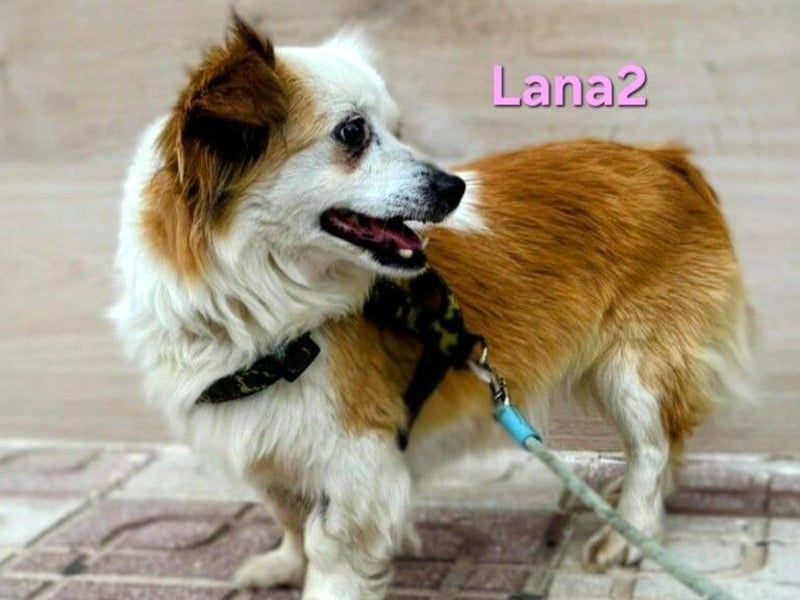 Lana2 geb. 05/2018 (ESP)- unkompliziert und sozial, dazu noch süß!