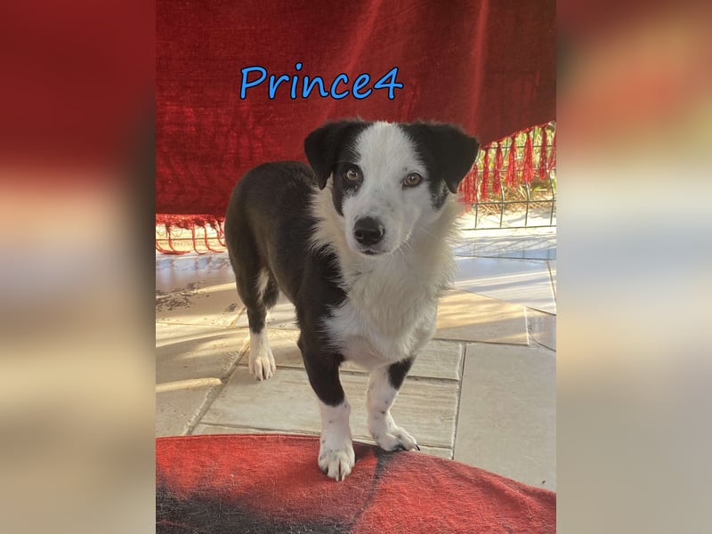 Prince4 geb. 03/2025 (GRC) - schüchterner, kleiner Sonnenschein sucht ein Für-immer-Zuhause!