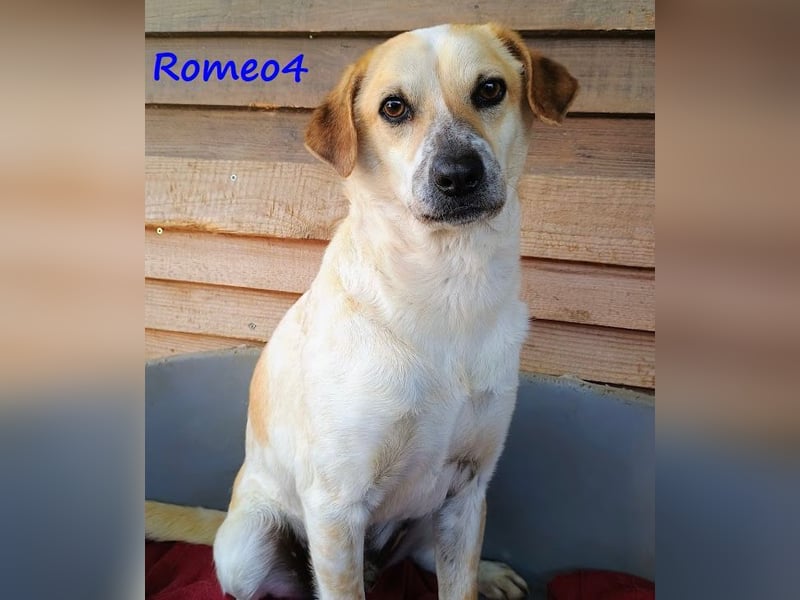 Romeo4 08/2022 (GRC) - schüchterner Schatz sucht Menschen mit Herz!