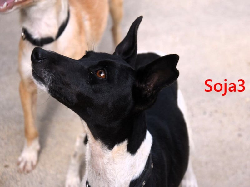 Soja3 geb. 06/2024 (ESP) - verschmuste und menschenbezogene kleine Hündin!