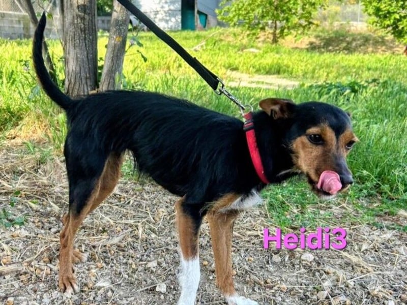 Heidi3 geb. 01/2025 (ESP) - kleine, fröhliche Hundedame sucht ihr Körbchen!
