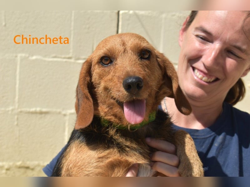 Chincheta geb. 09/2023 (ESP) Verschmuste und Menschenbezogene Hundedame sucht ihr Glück