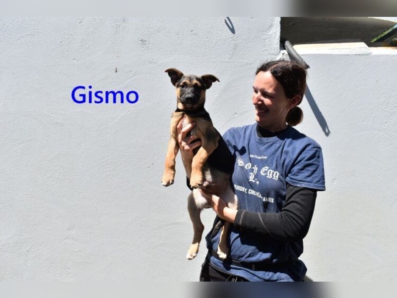 Gismo geb. 01/2026 (ESP) - charmanter, unverdorbener Welpe sucht sein Körbchen!