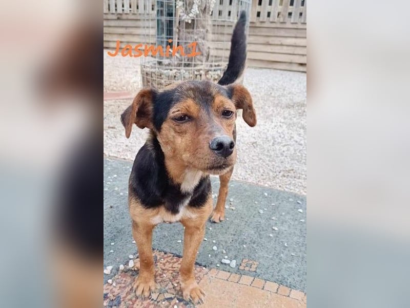 Jasmin1 geb. 08/2022 (GRC) - süße Mini-Hündin möchte Vertrauen lernen!
