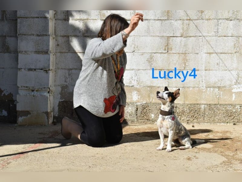 Lucky4 geb. 06/2025 (ESP) - verspielter Junghund sucht Pflegestelle oder Zuhause!
