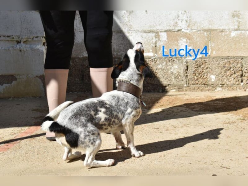 Lucky4 geb. 06/2025 (ESP) - verspielter Junghund sucht Pflegestelle oder Zuhause!