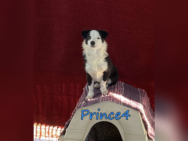 Prince4 geb. 03/2025 (GRC) - schüchterner, kleiner Sonnenschein sucht ein Für-immer-Zuhause!