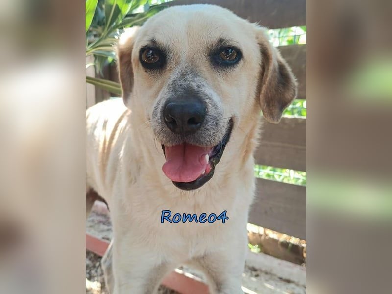 Romeo4 08/2022 (GRC) - schüchterner Schatz sucht Menschen mit Herz!