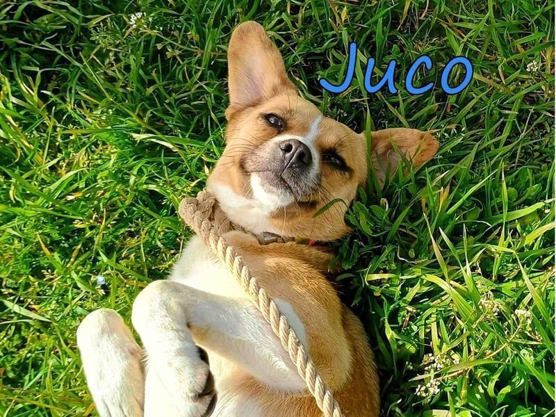 Juco geb. 08/2024 (GRC) - ruhiger, sozialer und liebenswerter junger Hundekumpel sucht ein Zuhause!