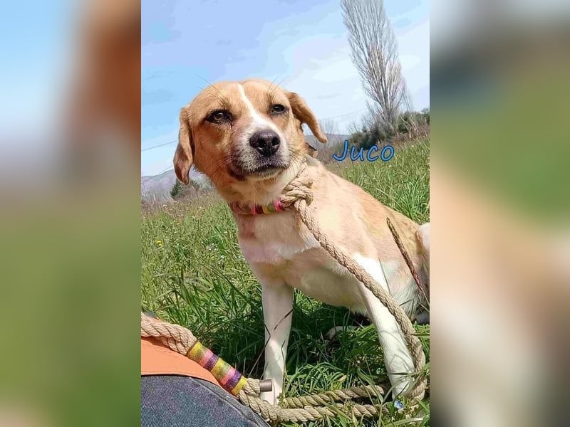 Juco geb. 08/2024 (GRC) - ruhiger, sozialer und liebenswerter junger Hundekumpel sucht ein Zuhause!