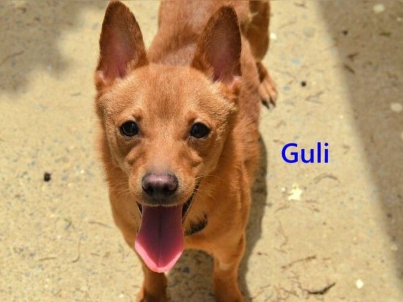 Guli geb. 07/2022 (ESP) - ein Sonne-im-Herzen Hund verdient sein Happy End!