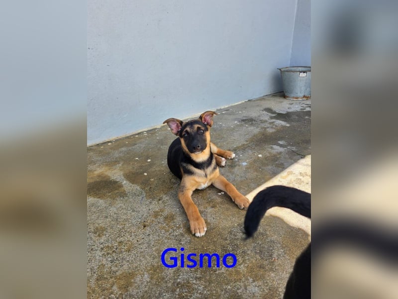 Gismo geb. 01/2026 (ESP) - charmanter, unverdorbener Welpe sucht sein Körbchen!